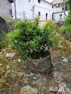 高度40厘米毛鹃