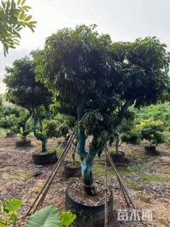 20公分荔枝树