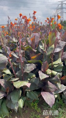 高度80厘米美人蕉