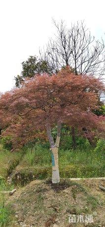 高度180厘米羽毛枫