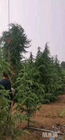 高度500厘米雪松