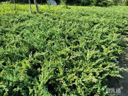 高度40厘米铺地柏苗