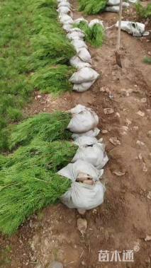 高度90厘米侧柏