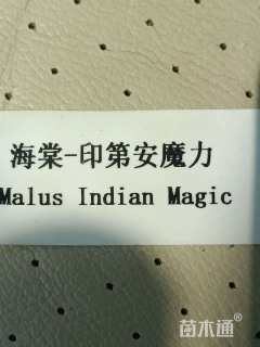 15公分北美海棠