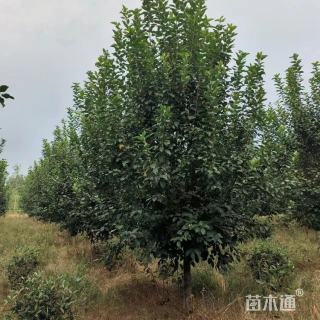 19公分北美海棠