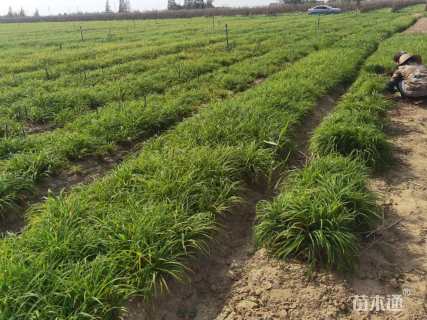 高度30厘米大花萱草