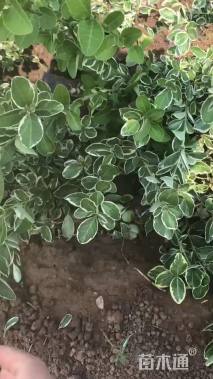 高度40厘米金边黄杨