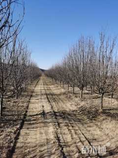 11公分八棱海棠