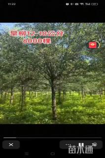 12公分旱柳