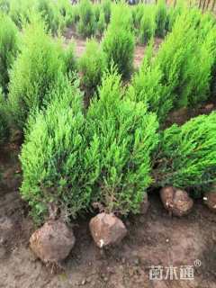 高度100厘米河南桧