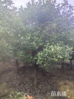 10公分红叶石楠