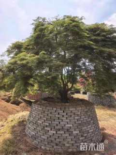 高度380厘米羽毛枫