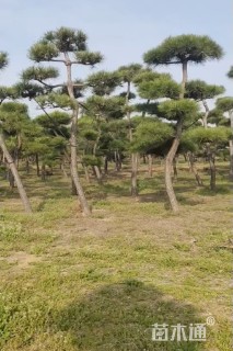 10公分造型黑松