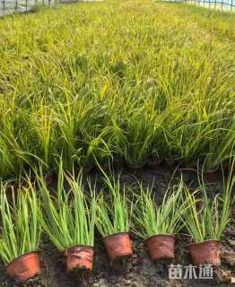 高度30厘米金叶石菖蒲