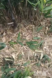 地栽苗阔叶箬竹