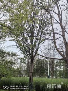 原生苗朴树