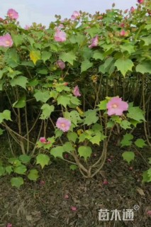 高度150厘米木芙蓉