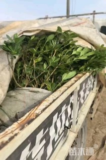 高度30厘米海桐
