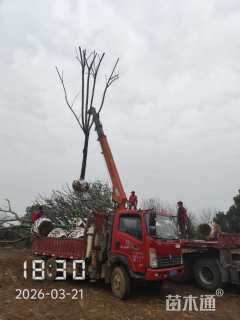 15公分栾树