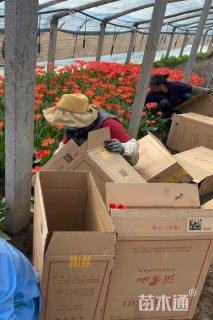 高度30厘米郁金香
