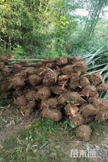 地栽苗雷竹