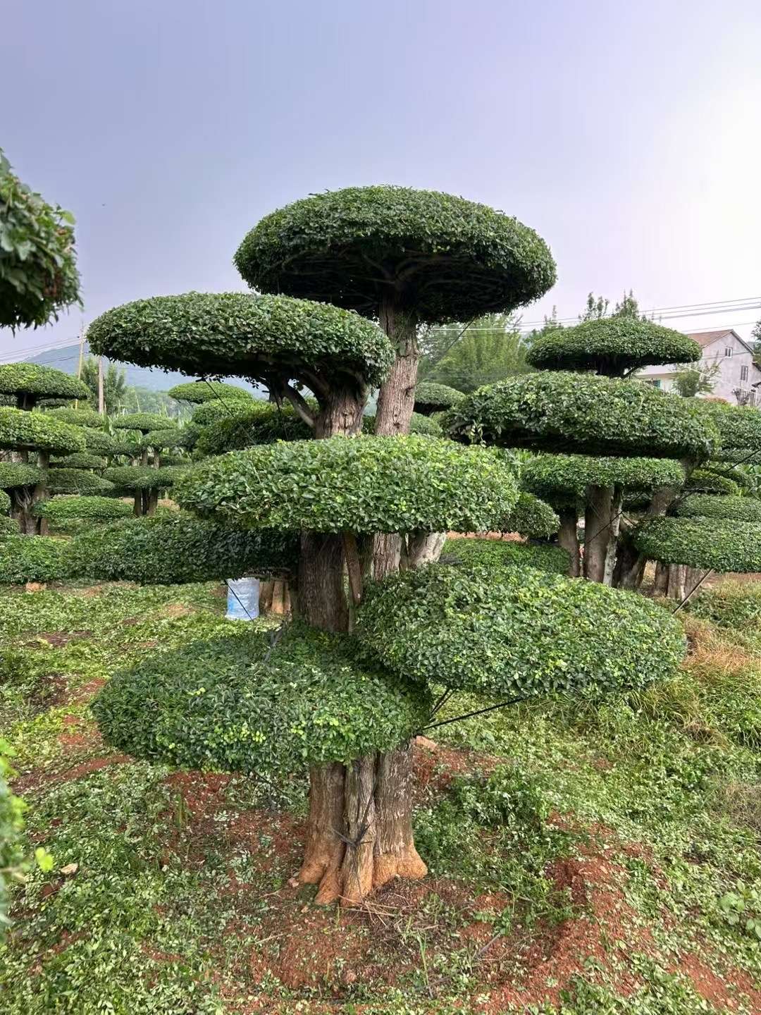 20公分对节白蜡