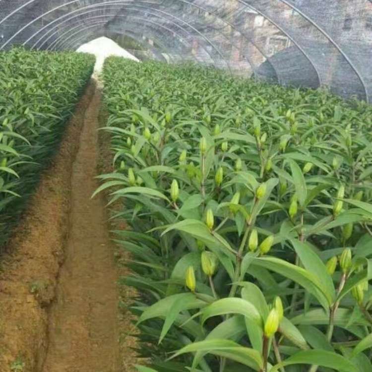高度35厘米百合