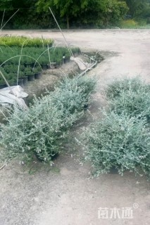 高度30厘米灌从石蚕