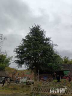 高度12000厘米雪松
