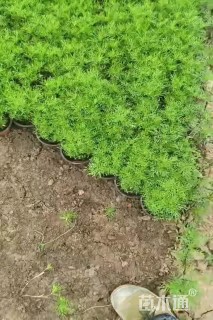 高度15厘米波斯菊