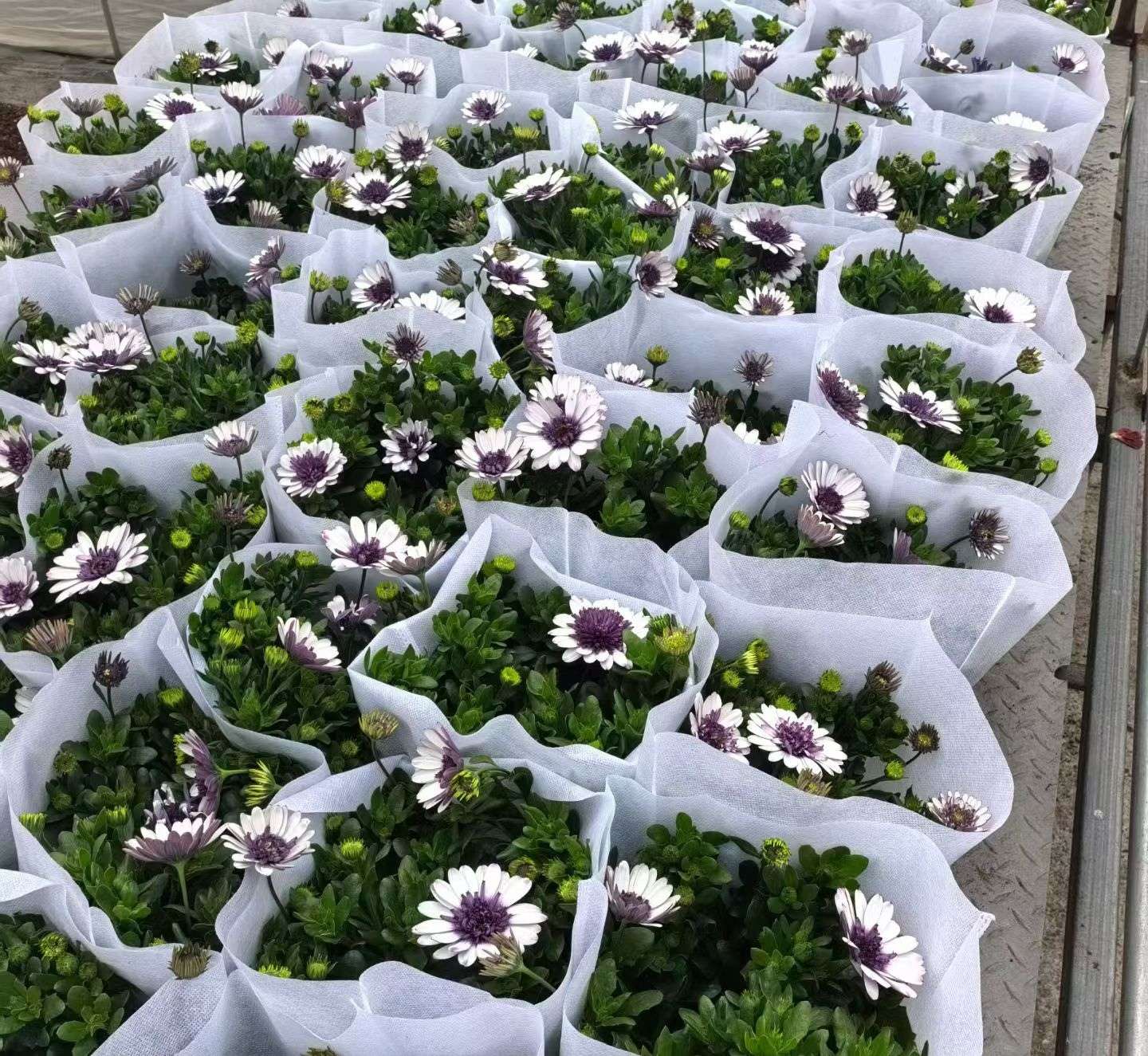 高度20厘米南非万寿菊