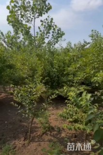 高度200厘米金银木