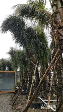 裸干高0.5厘米椰子树