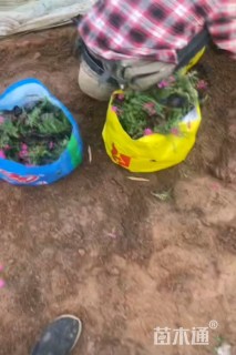 高度15厘米宿根福禄考
