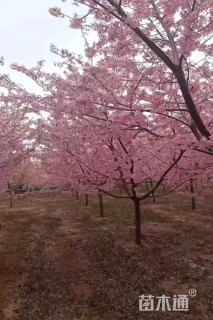 9公分阳光樱