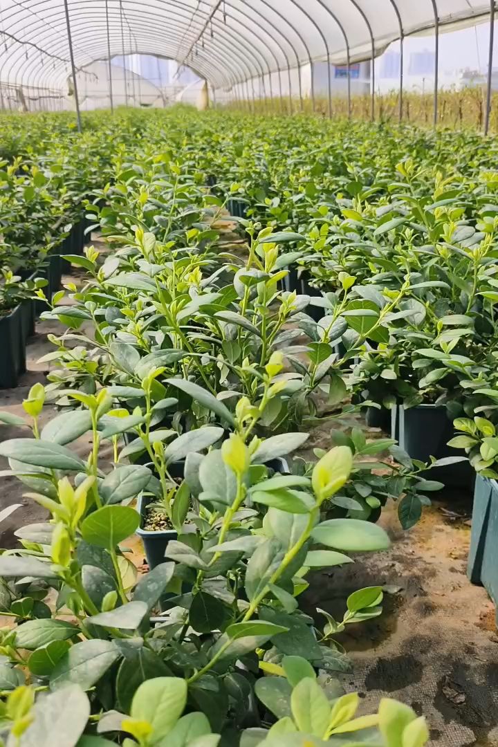 高度25厘米蓝莓