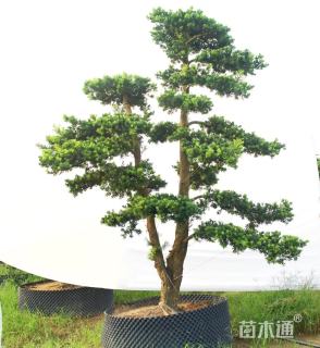 29公分罗汉松