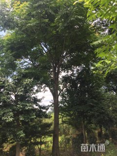 30公分黄山栾树