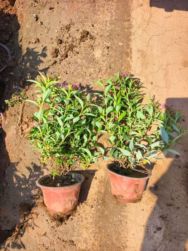高度25厘米粉花绣线菊