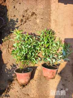 高度25厘米粉花绣线菊