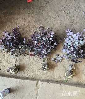 高度35厘米红花继木