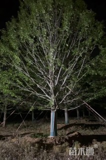 28公分娜塔栎