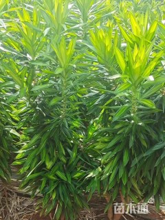高度150厘米百合竹