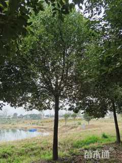 35公分香樟