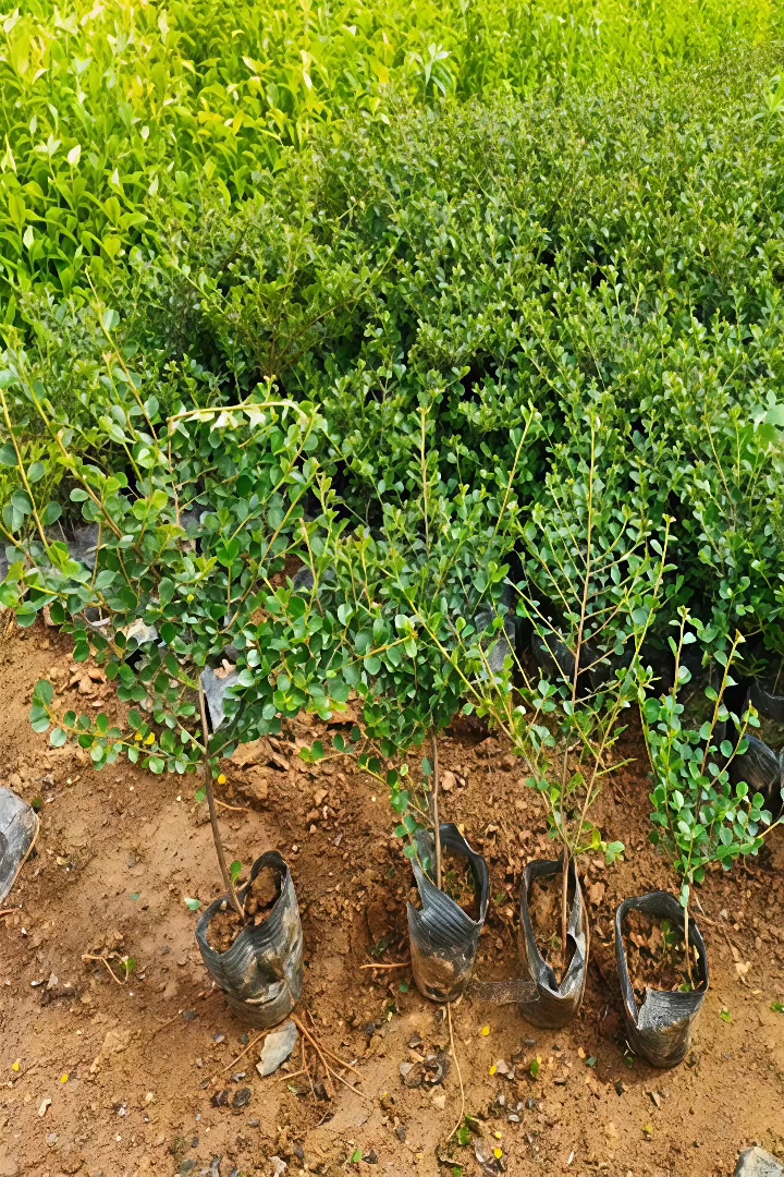 高度30厘米平枝栒子