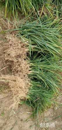 高度25厘米麦冬