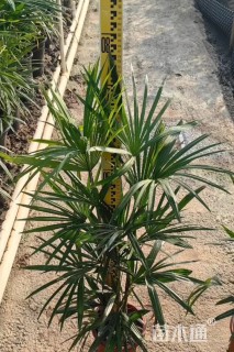高度60厘米细叶棕竹