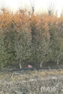 高度150厘米瓜子黄杨