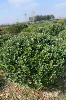 高度300厘米大叶黄杨柱