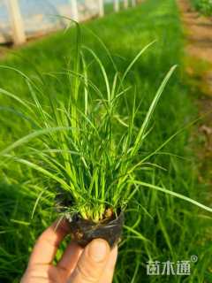 高度20厘米崂峪苔草